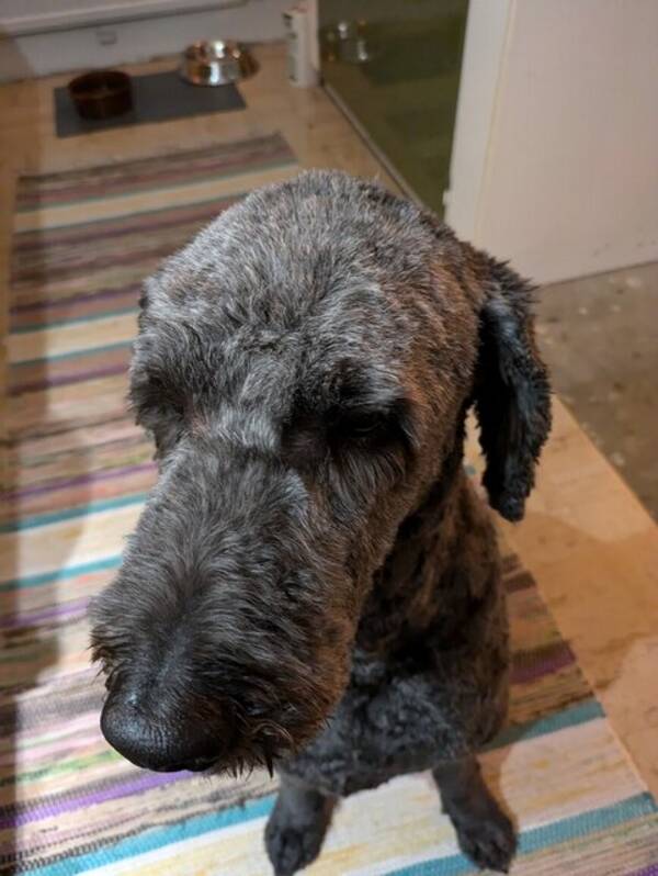 Hund - Hunden Kjelle