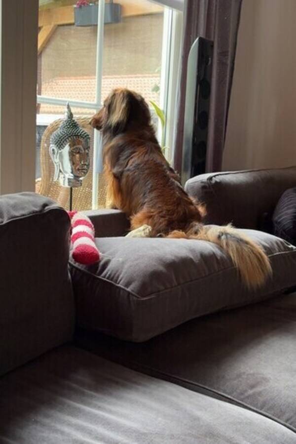 Hund - Langhåret Dachs  Hund - Langhåret Dachs