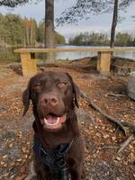 Labrador retriever 
