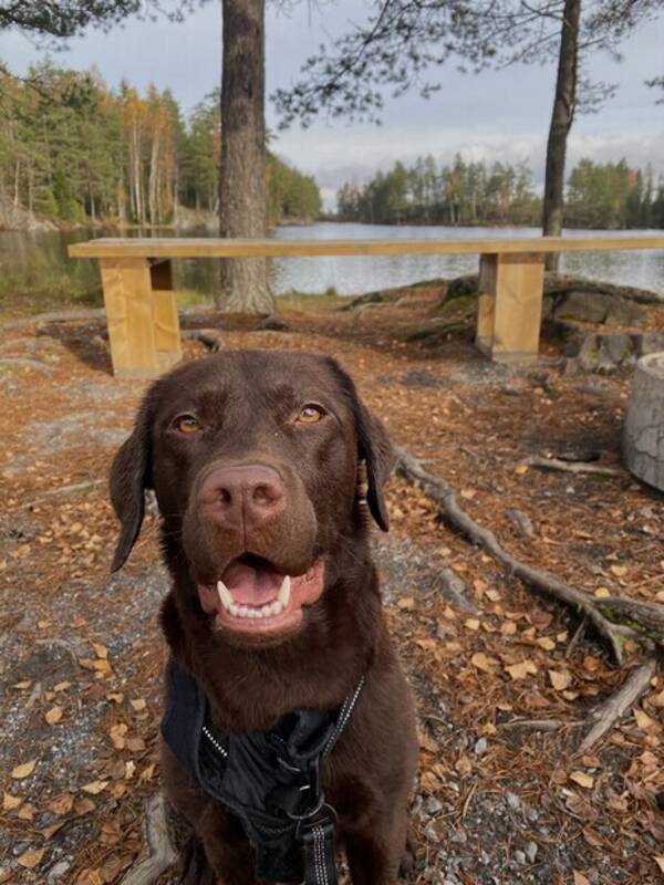 Hund - Labrador retriever  Hund - Labrador retriever