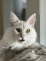 Maine coon