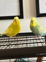 Undulaterna Piff och Puff Undulaterna Piff och Puff