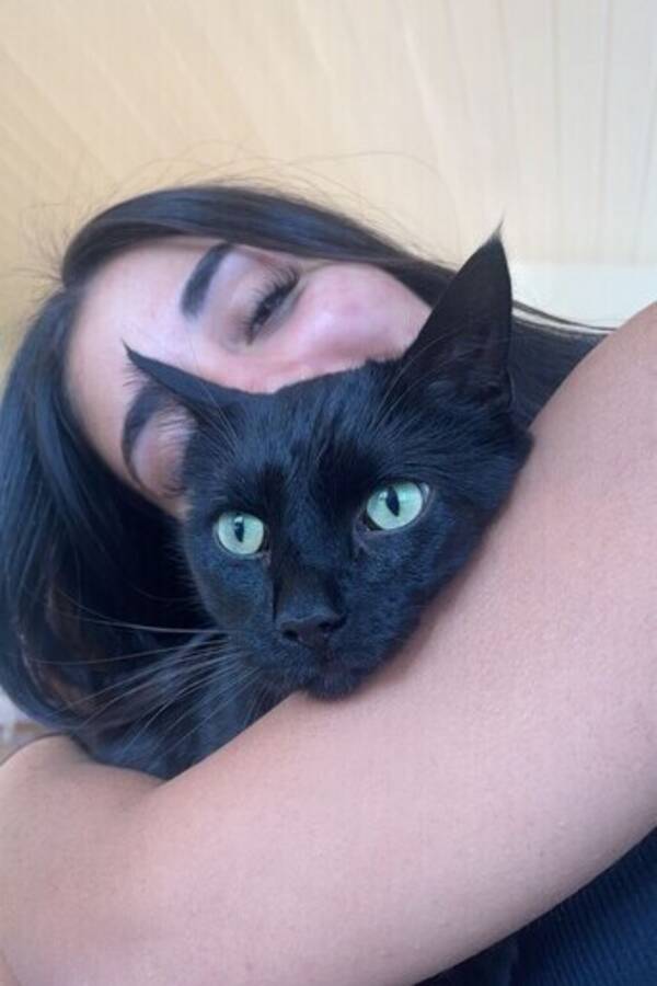 Katt - Svart katt Katt - Svart katt