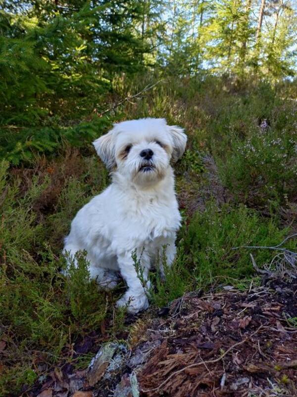 Hund - Lhasa apso renrasig  Hund - Lhasa apso renrasig