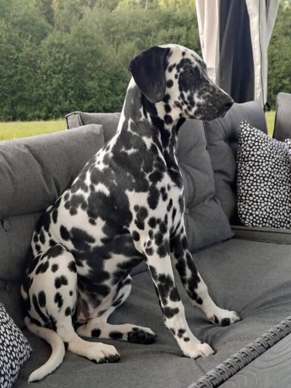 Hund - Dalmatiner