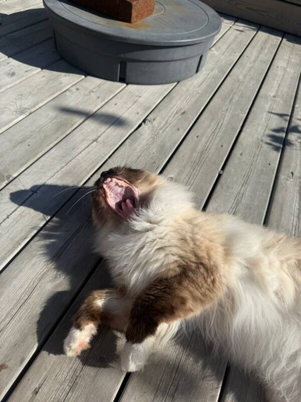 Katt - Ragdoll Max