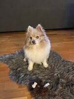 Pomeranian Chichi