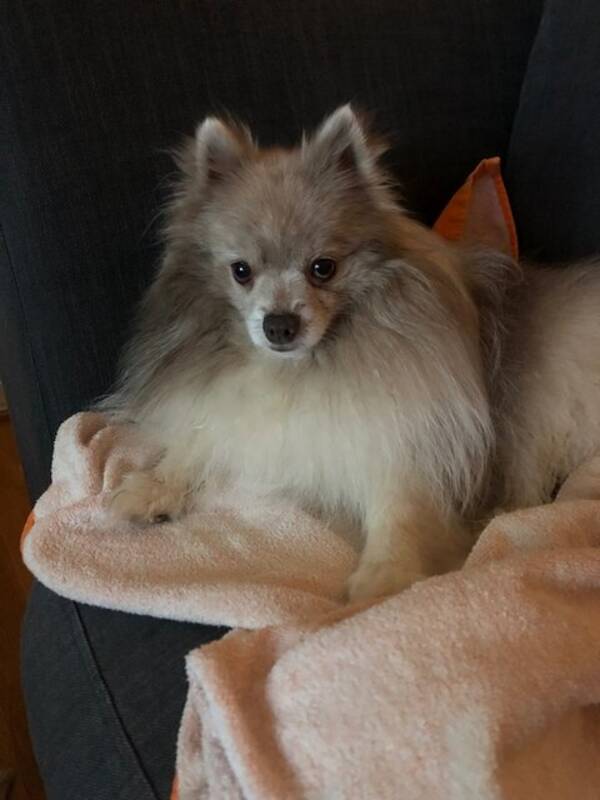 Hund - Pomeranian Chichi