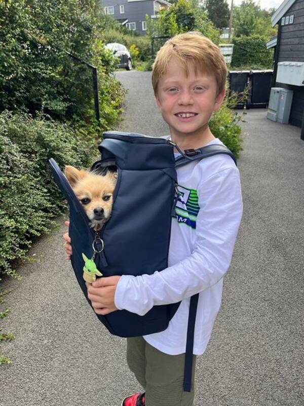 Hund - St og rolig hund