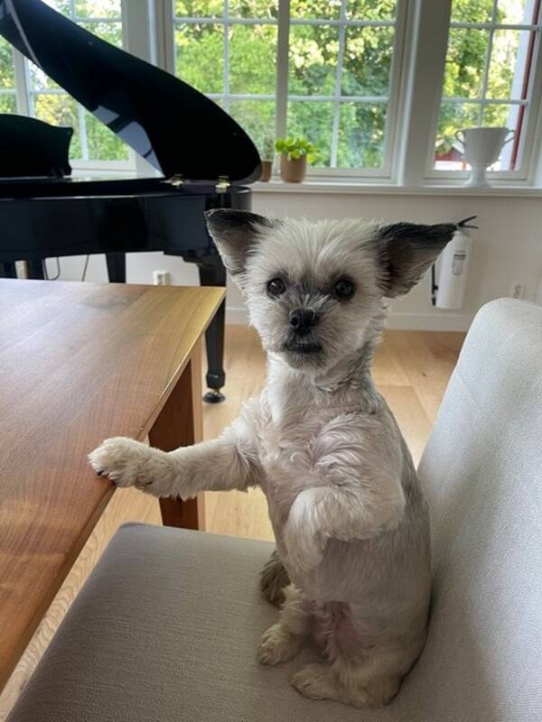 Hund - Charlie 