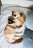 Miss Lo och Bobbo Bror Miss Lo och Bobbo Bror