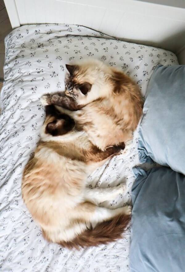 Katt - Miss Lo och Bobbo Bror