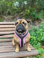 Fransk bulldog, Nomi
