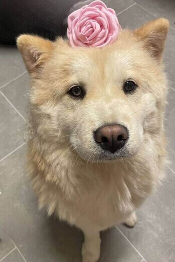 Hund - Chowski: Sacha  