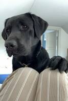 Labrador Ted Labrador Ted