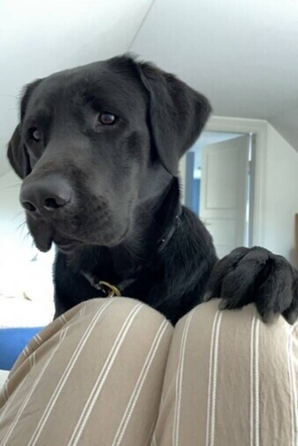 Hund - Labrador Ted