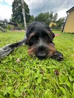 Strävhåriga Vhorsten Glenn Strävhåriga Vhorsten Glenn