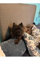 Carinterrien Olle Carinterrien Olle