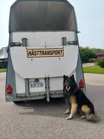 Geronimo 5 år Geronimo 5 år