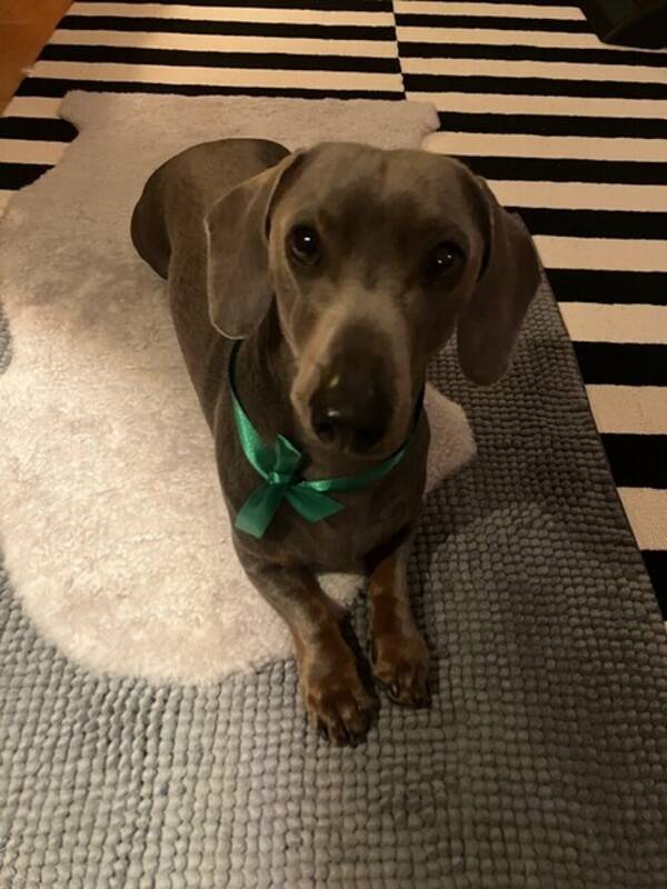 Hund - Taxen Milo 