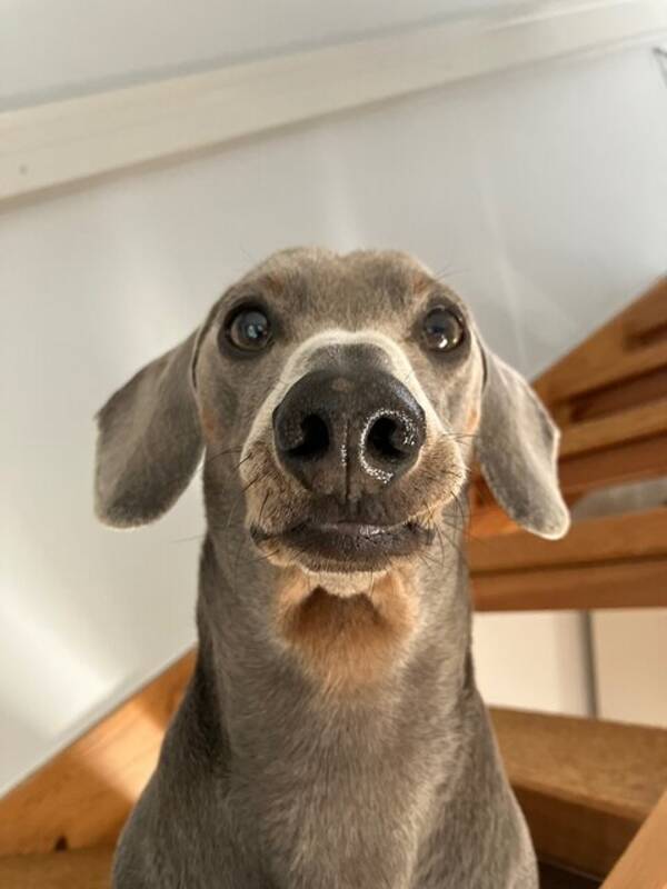 Hund - Taxen Milo 
