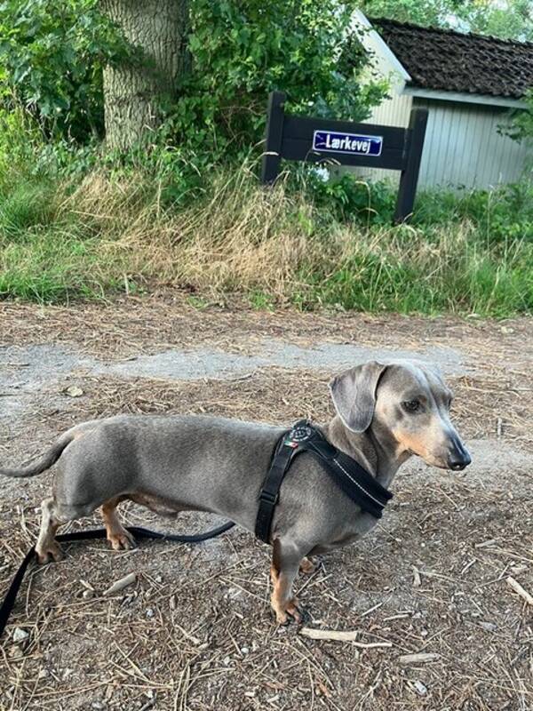 Hund - Taxen Milo 