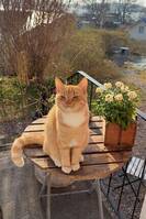 Nisse 