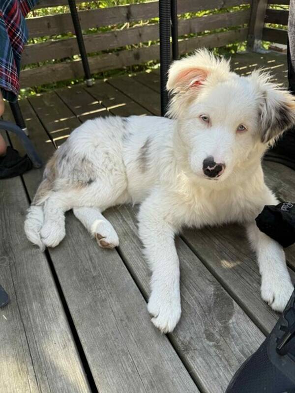 Hund - Aussie Flingan