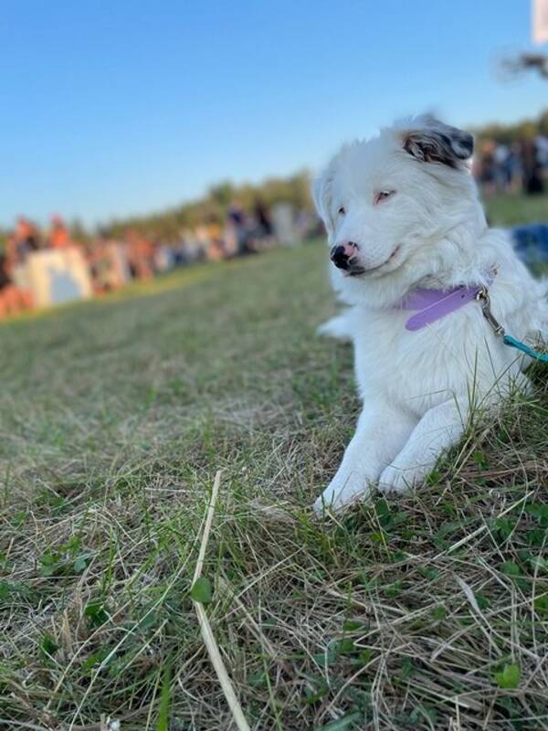 Hund - Aussie Flingan