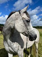 Arabiskt fullblod - Gamgee Arabiskt fullblod - Gamgee