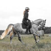 Arabiskt fullblod - Orys Arabiskt fullblod - Orys