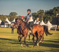 Arabiskt fullblod - Chaman Arabiskt fullblod - Chaman