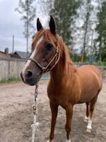 Arabiskt fullblod - Euforian Arabiskt fullblod - Euforian