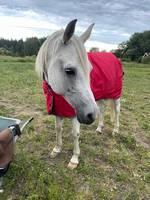 Arabiskt fullblod - Abbe Arabiskt fullblod - Abbe