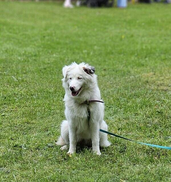 Hund - Aussie Flingan