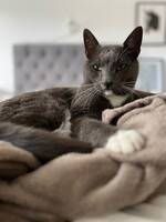 Gr/vit stor hankatt