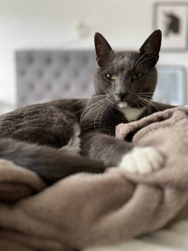 Katt - Gr/vit stor hankatt