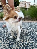 Chihuahua Teddy Chihuahua Teddy