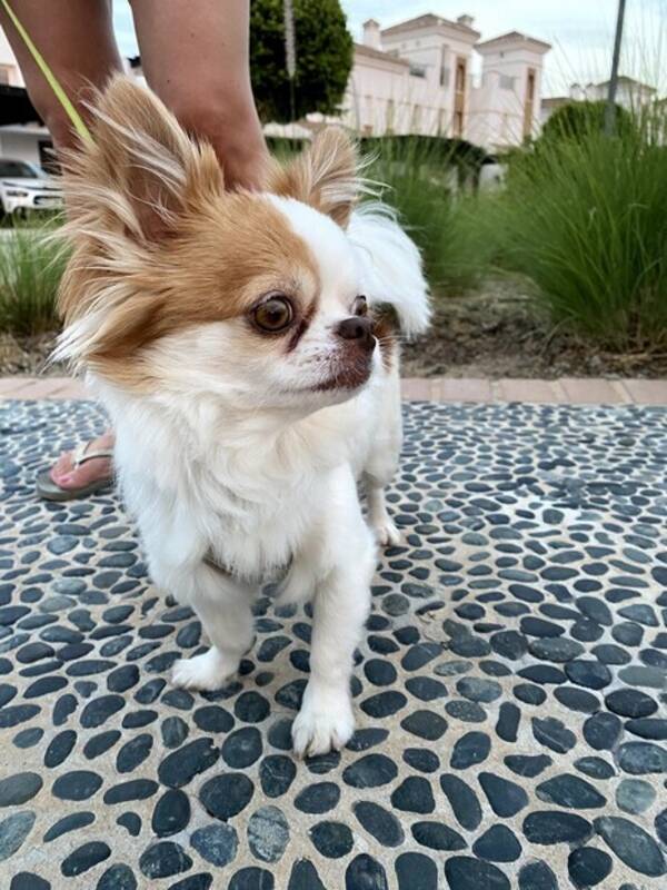 Hund - Chihuahua  Teddy