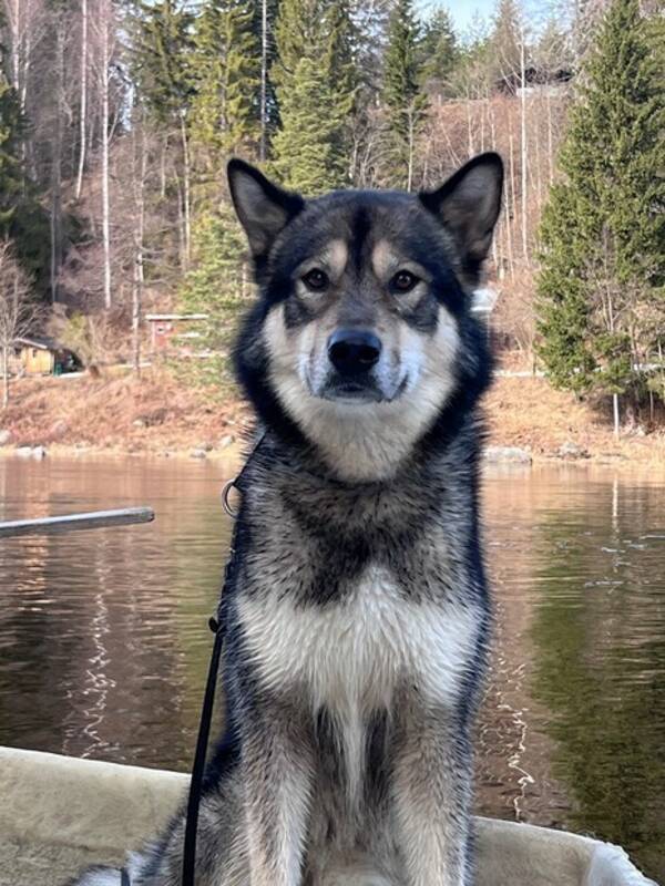 Hund - Karhu 