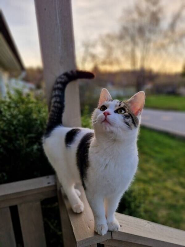 Katt - Katten Nisse