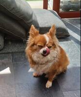 Foxie