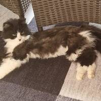 Vackra Mizzy Vackra Mizzy