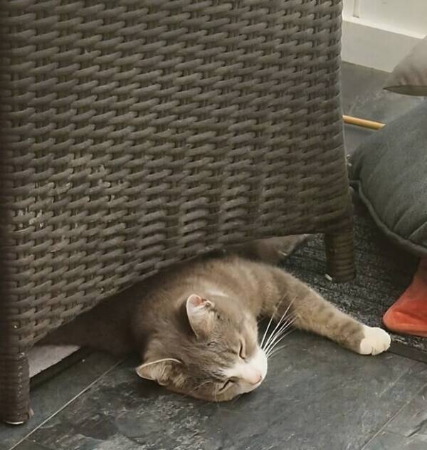 Katt - Vackra Stella!