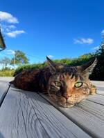 Katten Lucy