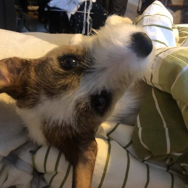 Hund