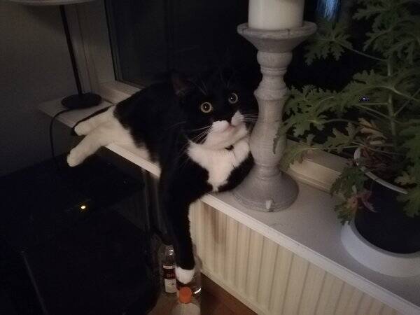 Katt - Dustin