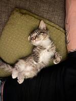Katt