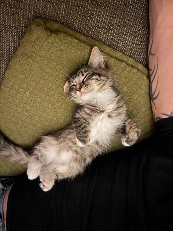 Katt - Katt