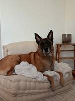 Tilo - Malinois Tilo - Malinois